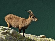 73 Stambecco con Lago del Diavolo